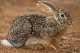 hare